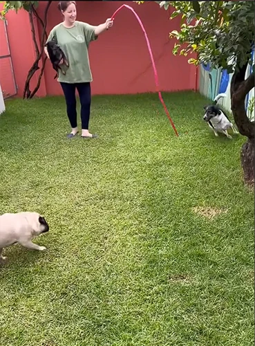 petshop em Joinville 10