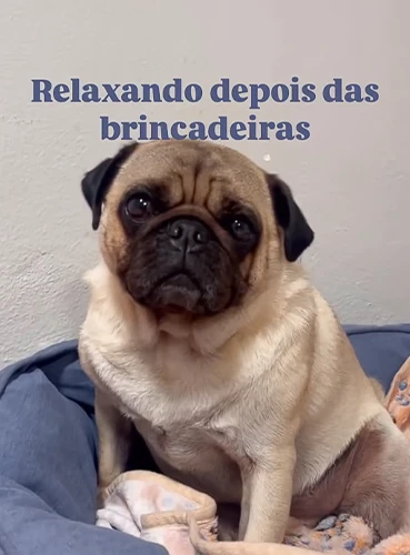 petshop em Joinville 11