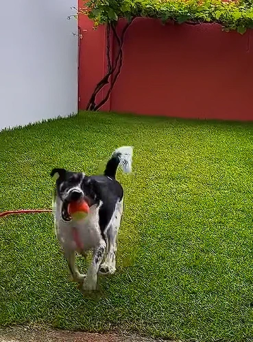 petshop em Joinville 13