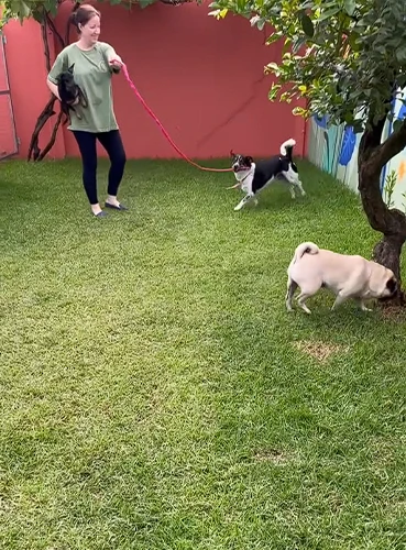 petshop em Joinville 14