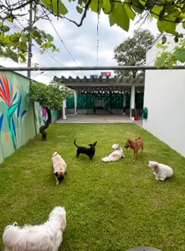 petshop em Joinville 16