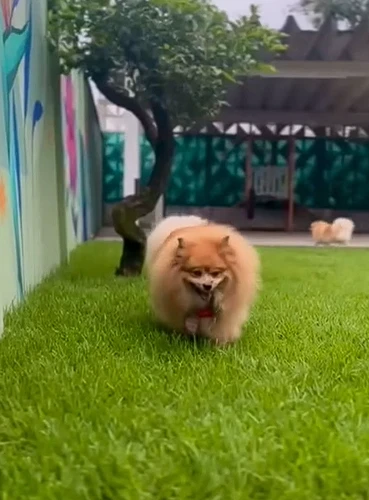 petshop em Joinville 18