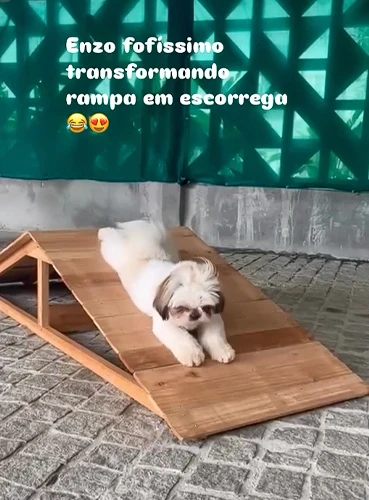 petshop em Joinville 9